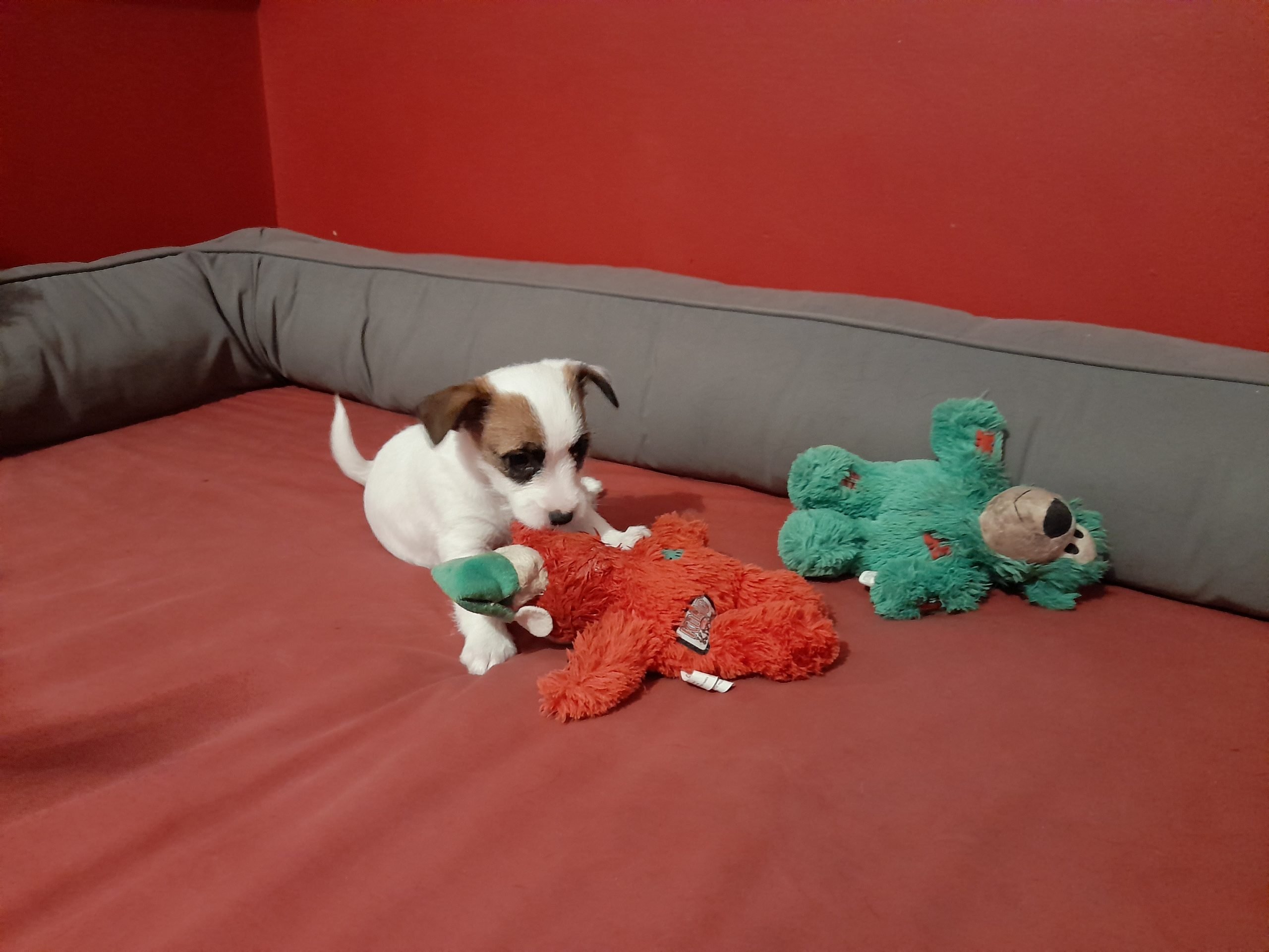 Puppy training classes - behaviour based training near Norwich, Norfolk