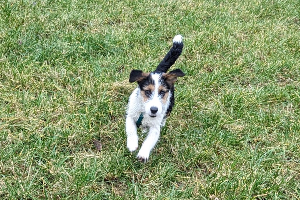 Hunt Terrier x Jack Russell