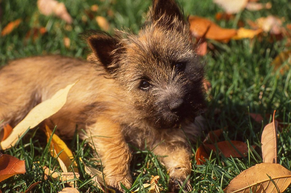 Cairn terrier puppy