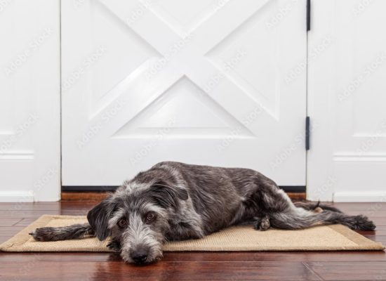 AdobeStock_85327002_Preview
